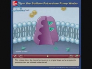 it is a sodium-potassium channel that maintains a certain composition of ions in the cell