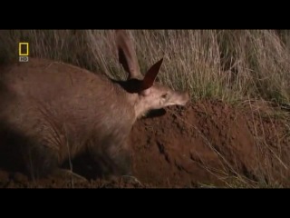 aardvark is the architect of the savannah.