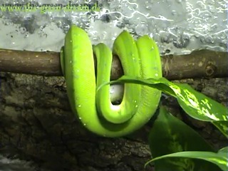 green python