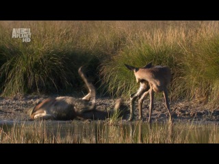 wild france (hd). episode 8