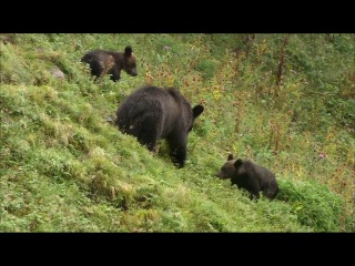 wildlife of japan. tropical coast and bear country.