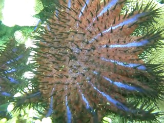 crown of thorns or acanthaster (lat. acanthaster planci).