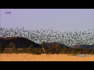 australia. land of parrots. hd