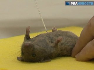 the most high-yielding mice in russia give milk to science