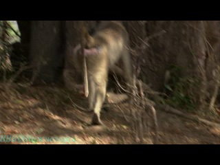 "the secret life of primates (2) - baboons" (documentary, 2009)