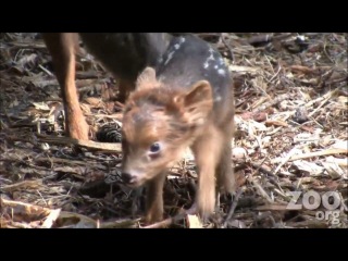 cute baby pudu