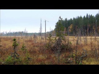 wildlife of scandinavia. 7 - adventure