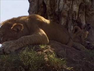 animal life: lion / the wildlife specials: lion (2000) episode 4