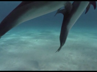 indomitable dolphins