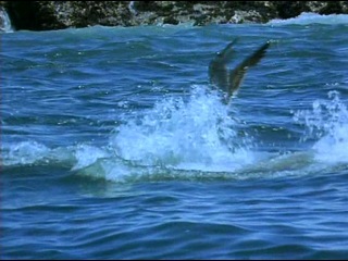 animal life: great white shark / the wildlife specials: great white shark (1999) episode 5