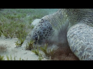 bbc: kingdom of the oceans - folk of sands and woods