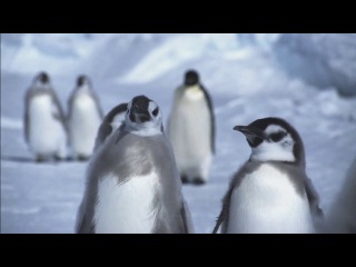 bbc: kingdom of the oceans - between land and sea