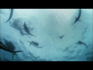 bbc: kingdom of the oceans - people of the great blue