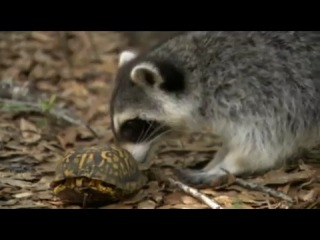 the eastern box turtle