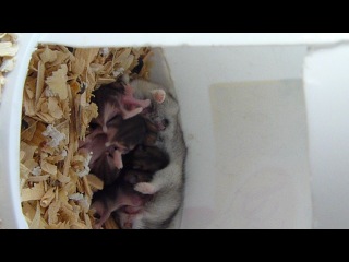 djungarian hamsters)