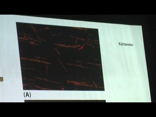 cytology. lecture 2