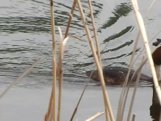 08. kyshtym. great grebe (crested grebe) on the river.