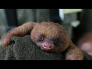 little sloth