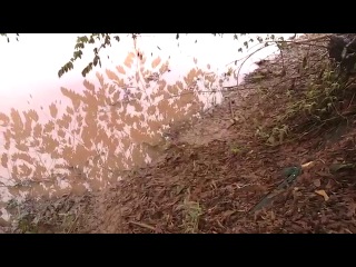 climbing perch (anabas testudineus) walking on land