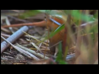 bearded reedling. autumn. tit mustache. autumn. panurus biarmicus