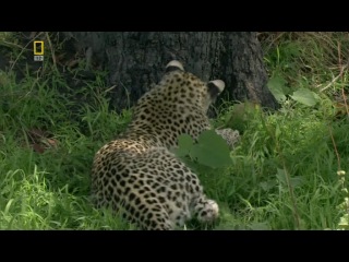 legadema / nat geo wild - eye of the leopard / eye of the leopard