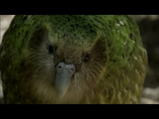 bbc: secrets of the pacific. 5. strange islands