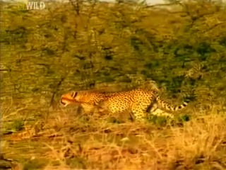 primordial nature. eden of life / etosha. wild desert of africa / etosha. africa's untamed wilderness