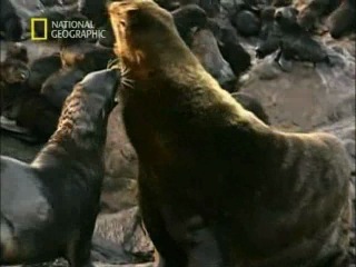 primordial nature. eden of life / kamchatka. reserved peninsula / kamchatka. siberia's forbidden wilderness