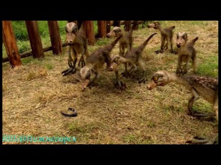 saving the sabretooth (episode 4 / 2006) prehistoric park / prehistoric park