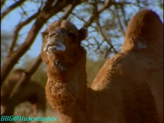 bbc "wild australasia" - heart of the desert (documentary, 2003)