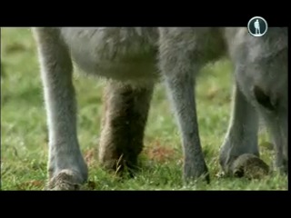 bbc: how nature works. pastures