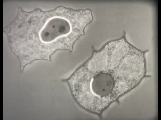 nauchilm. biology. film 7. cells of a multicellular organism (1987)