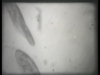 nauchfilm. biology. film 9. motor reactions of cells (1987)