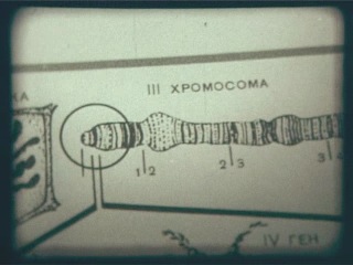 nauchfilm. biology. film 13. chromosomes and individual development of the organism (1987)