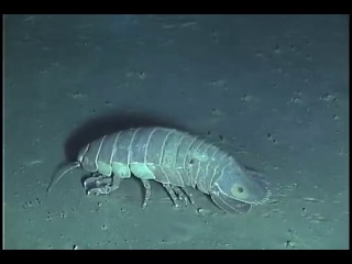 isopod