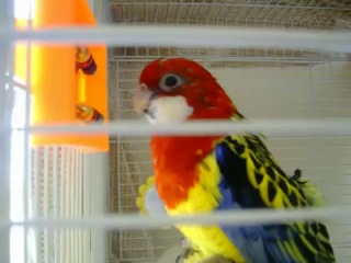 common rosella (platycercus eximius) whistles a song