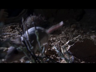 untamed americas e1 deserts 2012 - scorpion hamster extended =)