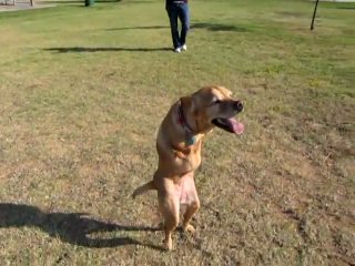 bipedal dog vera.