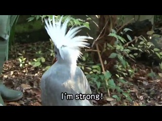 kagu (rhynochetos jubatus)