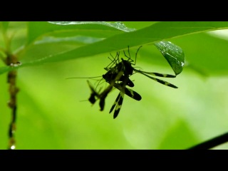 scorpions: a fight between two males for food