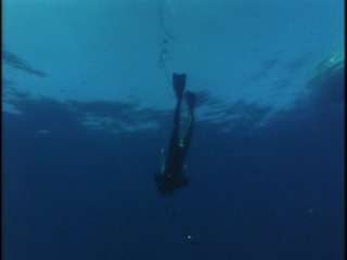 underwater odyssey of the cousteau team. coral jungle (1968)