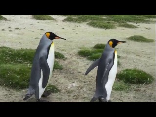 king penguins in the falklands