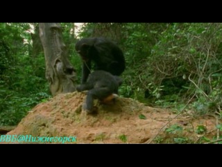 bbc animal guys - charlie the chimpanzee (documentary, 2005)