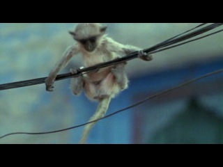 bbc. guys about animals. episode 1 (monkey langur)