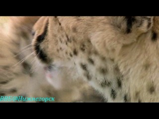 bbc "animals guys - cheetah chiku" (documentary, 2004)