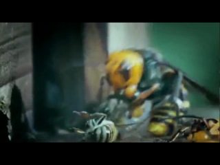 epic battle thirty japanese hornets vs thirty thousand bees