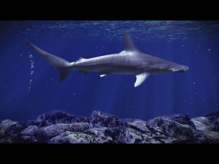 ocean predators 3d (2013) 