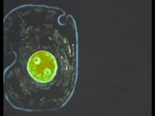 protein biosynthesis