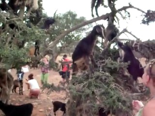 tree-climbing goats