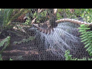 lyrebird